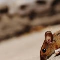 One Of The Most Overlooked Home Selling Tips In Fayetteville: Rodent Control