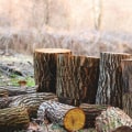 The Overlooked Home Selling Tip In Damascus, OR: Invest In Tree Care Services