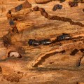 Home Selling Tips For Omaha: Why Treating Brown Patch Is A Must-Do Before Listing