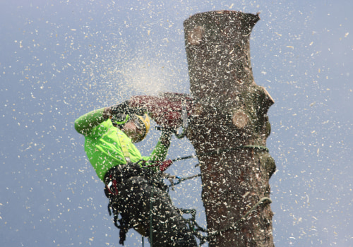 Arborist Services in Maysville, WV: Home Selling Tips for a Stronger First Impression