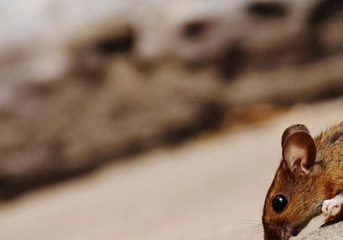 One Of The Most Overlooked Home Selling Tips In Fayetteville: Rodent Control