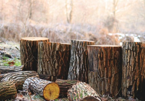 The Overlooked Home Selling Tip In Damascus, OR: Invest In Tree Care Services